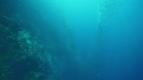 Glowing Sardines School Swims Into Depth in Azure Ocean