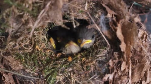 Hungry Baby Birds Awaiting Feeding in Nest