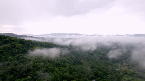 Aerial rotating shot of clouds of fog lying above a dense forest