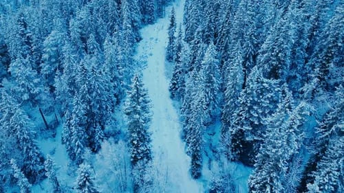 Aerial View Of Snow-covered Pine Trees In Winter.