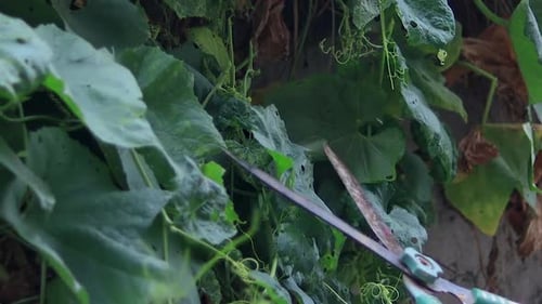 Hands of middle-aged woman with pruner scissors trimming plants outdoors in the garden. Handheld ama