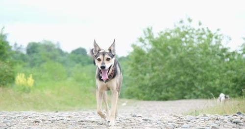 Happy dog running through a meadow
