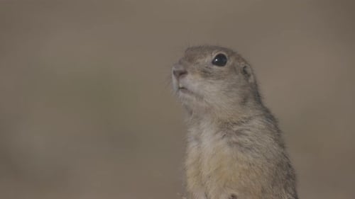 Retrato de esquilo engraçado na vida selvagem Little Ground Squirrel ou Little Suslik Spermophilus Pygmaeus