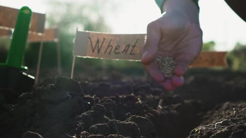 Hand Planting Wheat Seeds in Garden Soil