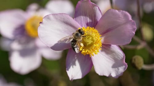Bees Pollinating Flowers in a Vibrant Garden During Springtime
