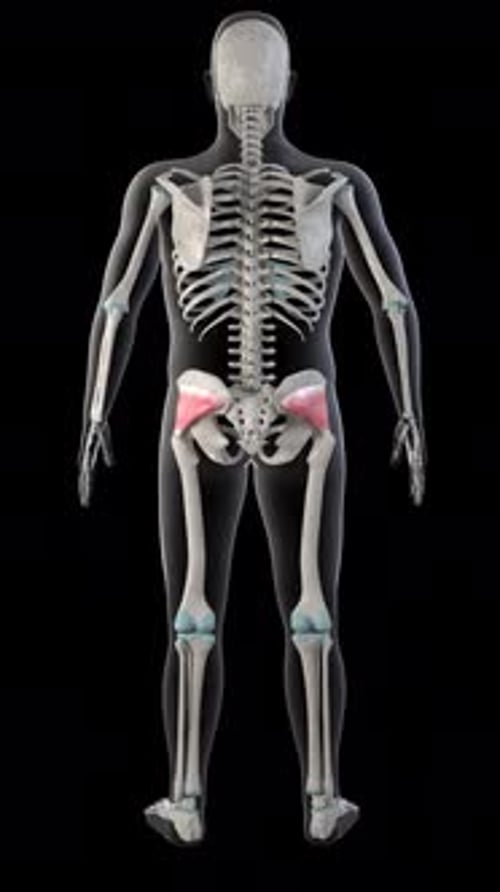 Human Anatomy 3D Skeleton Model Rotating with Highlighted Hip Muscle