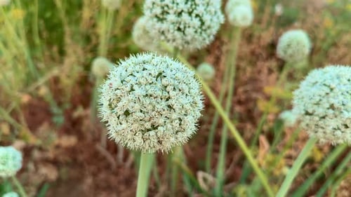 onion flowering in the home garden