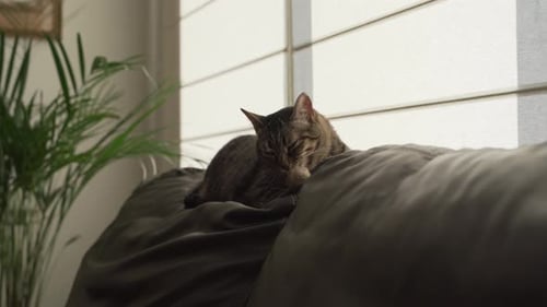 Tabby Cat Grooming on a Gray Couch
