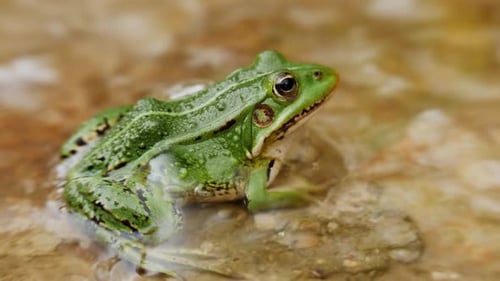 A Green Frog Sits in the Flowing Water Side View Shallow Focus Close Up