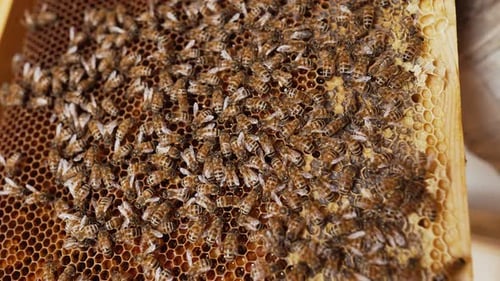 Honigwabe mit Honig und Bienen