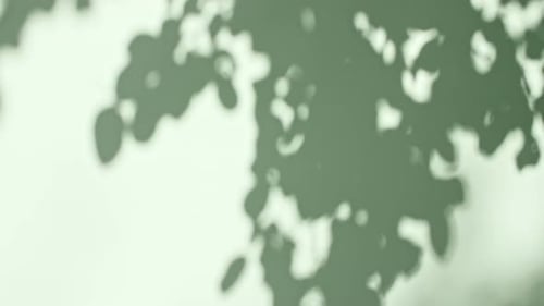 Transparent Soft Light and Shadows From Branches Plant Foliage and Leaves Sun and Shadows Gray