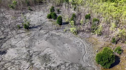 Aerial View of Mangrove Forest and Mud Flats