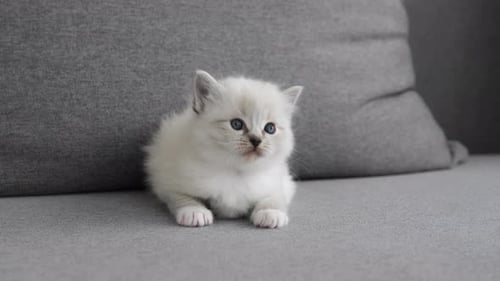 Cute Kitten Sitting on a Gray Couch