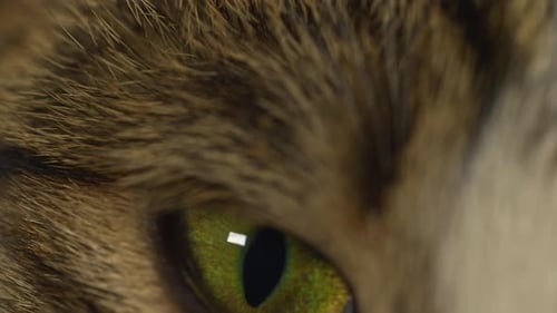Extreme Close Up of a Cat's Green Eye