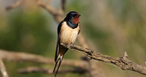 A Barn Swallow (hirundo rustica) perched on a branche, the Camargue, Southern France