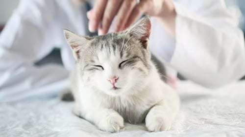 Сute cat with closing eyes and hands stroking of veterinarian in white medical gown, close-up