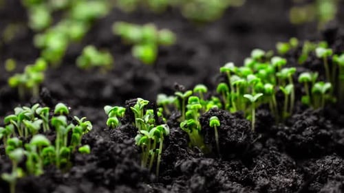 Plant Grow In Timelapse Sprouts Germination From Seeds Farming And Gardening