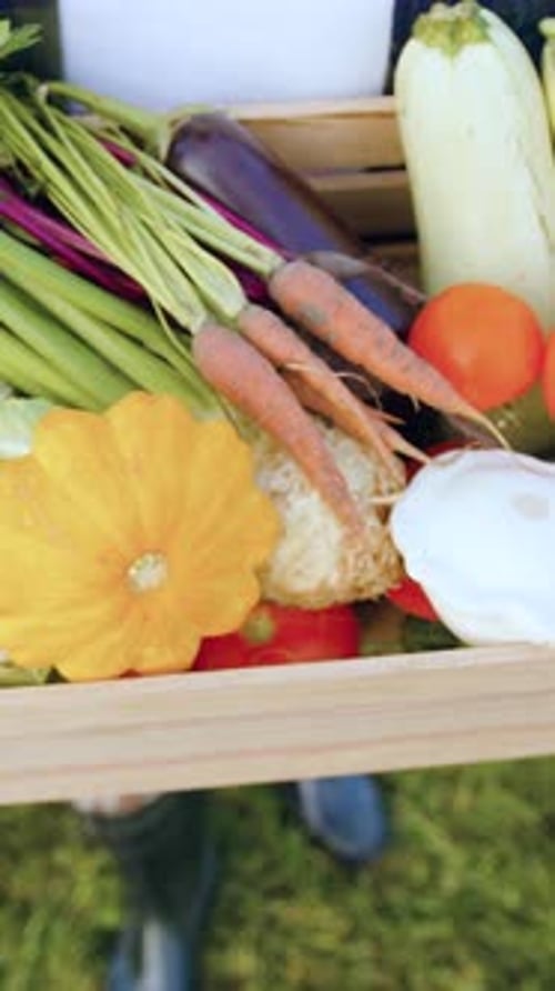 Fresh Vegetables in Wooden Box, Farm to Table