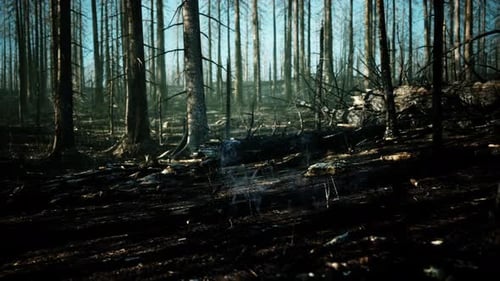 Forest Fire and Fallen Tree is Burned to the Ground with a Lot of Smoke