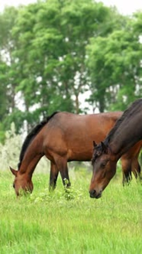 Dos caballos pastando pacíficamente en pastos verdes