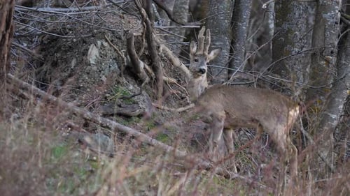Single male Roe deer grazing the grass and walking in alpine forest fearless. Wi