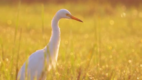 White Birds Standing Gracefully in a Golden Field