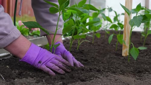 Hands Planting Green Seedlings into Dark Earth