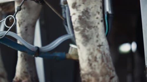 Système de traite robotique moderne produisant des produits laitiers biologiques dans une étable en gros plan