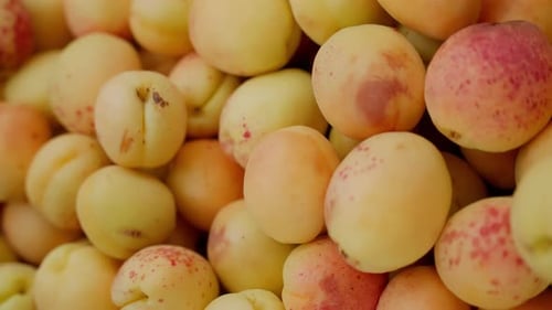 Pile of Fresh Apricots Close Up
