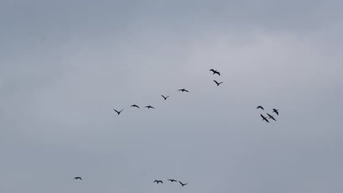 Flock of Birds Flying in the Sky
