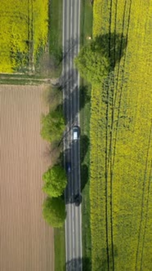 Top View Of Cars Driving On The Road Through Yellow Rapeseed Fields In Spring