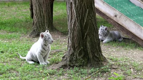 Two White Tiger Cubs Resting in Grassy Area