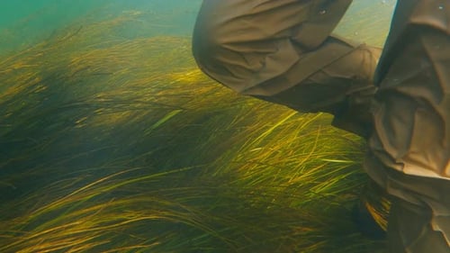 Angler Walks in the River in Wading Boots Underwater View of the Fisherman Walking in the River