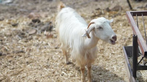 Goats on a Goat Farm