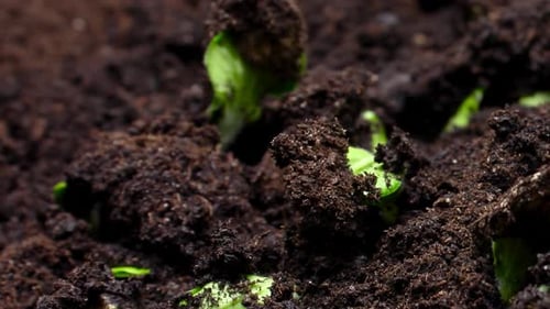 Growing Plants Timelapse