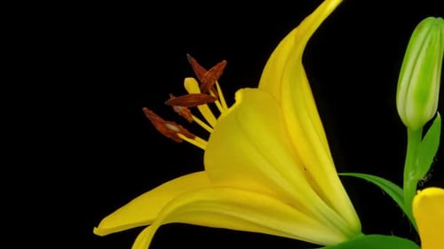Timelapse d'ouverture de Yellow Lily sur fond noir