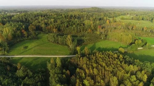 Herbstwald und grüne Wiese. Bäume mit gelbem Laub bei sonnigem Wetter, Ansicht von oben. Farbenfrohe Länder