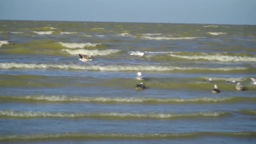 one seagul chasing another because he was the only one who found some food the are flying over the s