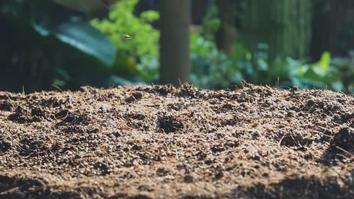 The farmer's hand using garden trowel planting a young plant.