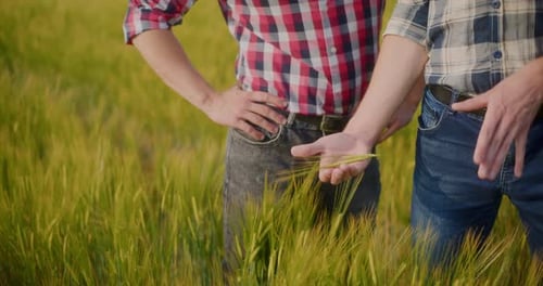 Farmer Examining Crops In Agriculture Field Wheat Before Harvesting