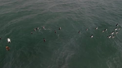 Eine Gruppe von Enten, die im Winter in Quebec, Kanada, auf dem Meer schwimmen.