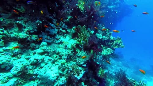 Colorful Coral Reef with Small Orange Fish