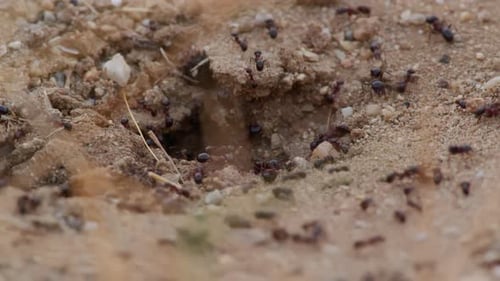 Ant Hill Entrance with Active Insect Movement