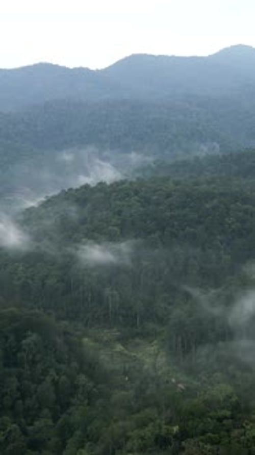 From a Drone View you Can Observe the Majesty of the Deep Jungle of Vienna on a Cloudy Day