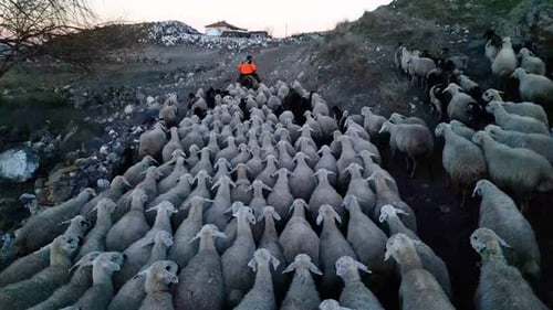 Herd of Sheep