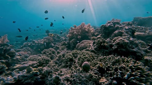Meeresfische im Korallenriff: Natur, Schwimmen im blauen Meerwasser des tropischen Ozeans