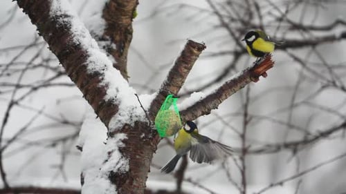 Titmouse eat food and fight each other, slow motion