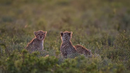 Cheetah and cubs scouting Tanzania grassland for prey