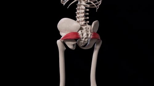 Piriformis Muscle Movement Back View
