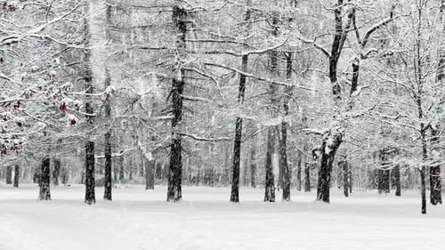 A Snowstorm in a Winter Public Park It is Snowing Heavily Snowflakes are Slowly Falling Tree